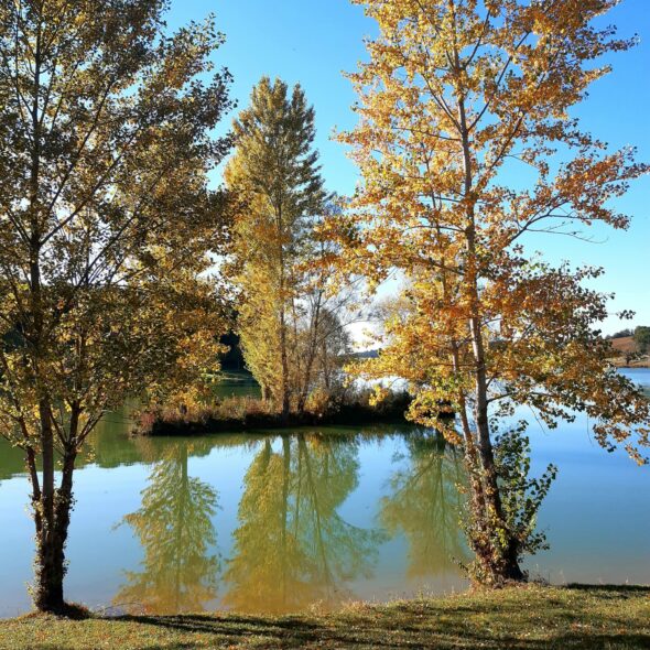 medecine danse arbres