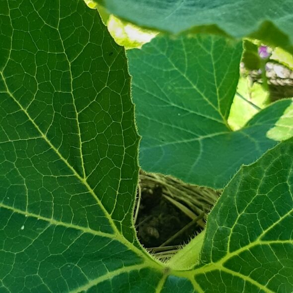 medecine danse plante